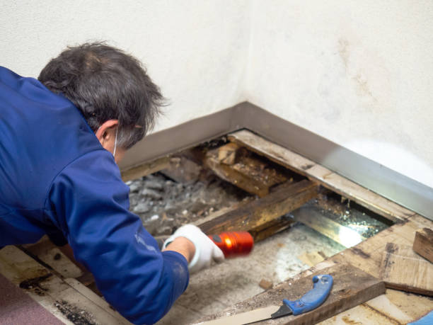 Best Mold Damage Repair  in Matthews, NC