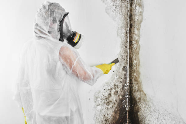 Best Commercial Mold Removal  in Matthews, NC
