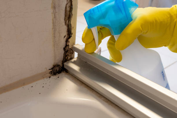 Best Attic Mold Removal  in Matthews, NC