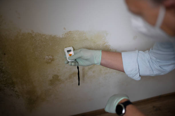 Best Home Mold Removal  in Matthews, NC
