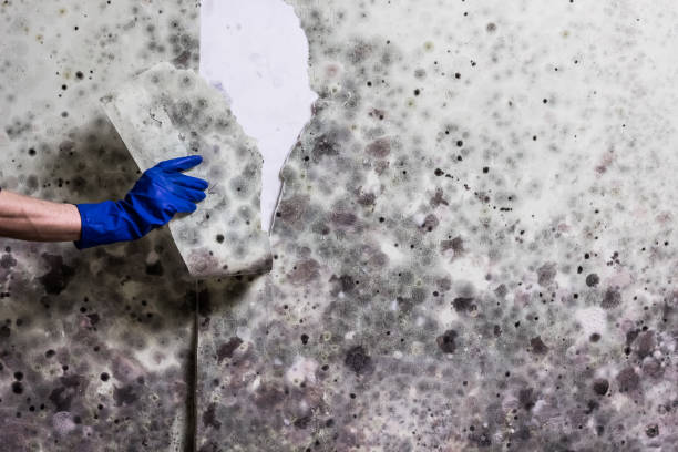 Best Black Mold Removal  in Matthews, NC