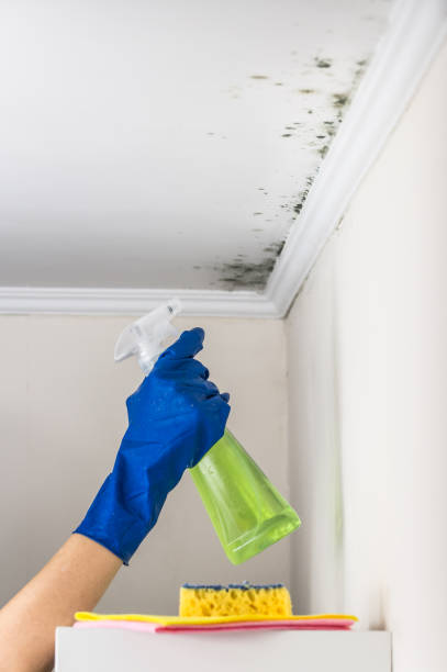 Best Local Mold Removal Service  in Matthews, NC