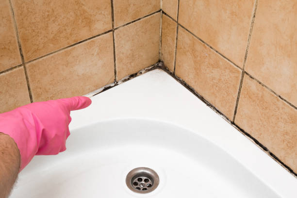 Best Fast Mold Removal  in Matthews, NC