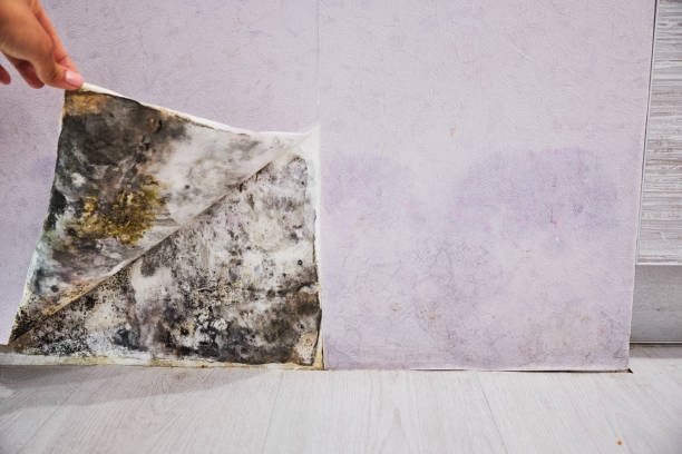 Best Mold Testing  in Matthews, NC